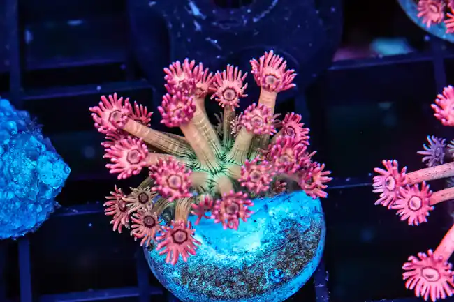 Juicy Fruit Goniopora WYSIWYG - SAQ Coral Farm
