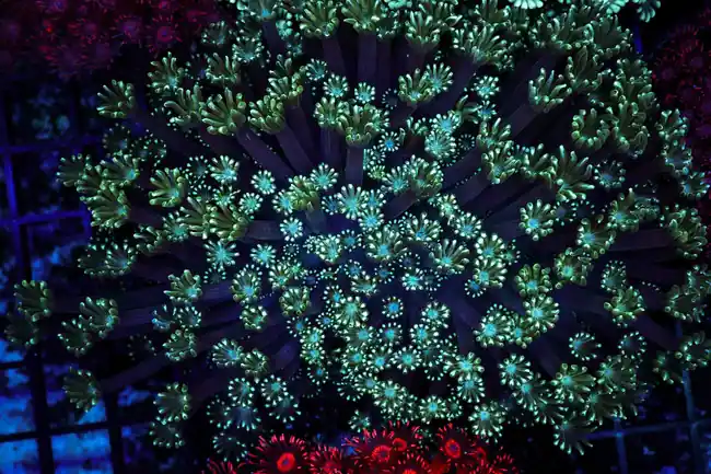 Teal Goniopora Colony WYSIWYG - SAQ Coral Farm