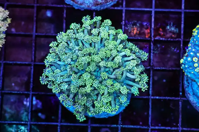 Green Goniopora Colony WYSIWYG - SAQ Coral Farm