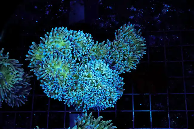 Duncan Colony WYSIWYG - SAQ Coral Farm