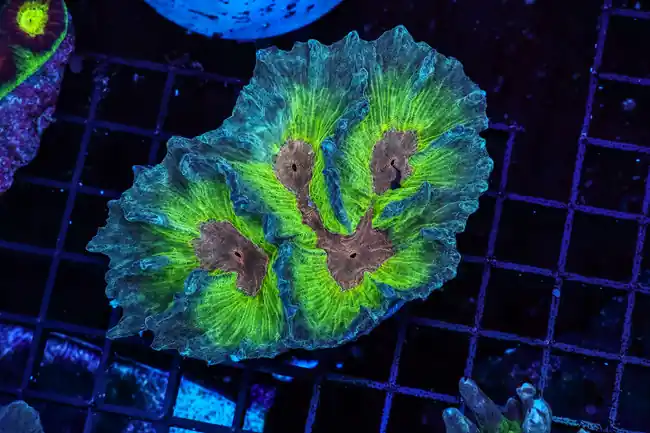 Alien Pectina Colony WYSIWYG - SAQ Coral Farm