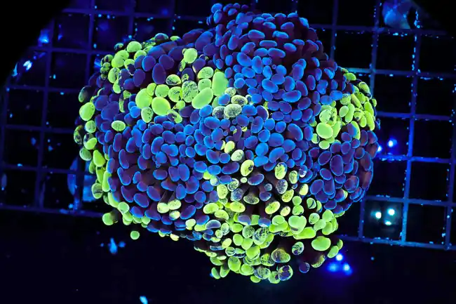 LG Splatter Hammer Colony WYSIWYG - SAQ Coral Farm