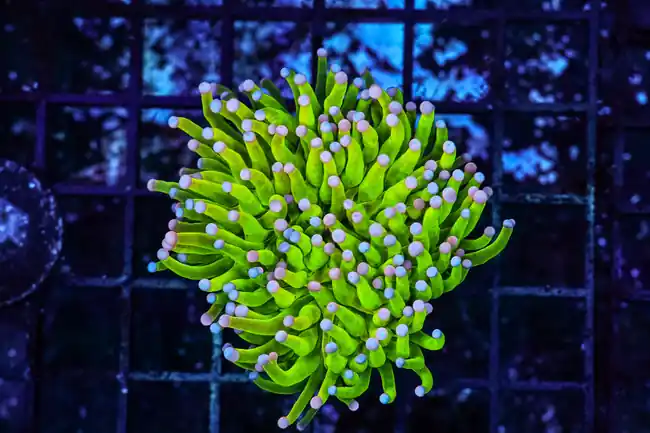 Holy Grail Pink Tip Torch Coral WYSIWYG - SAQ Coral Farm