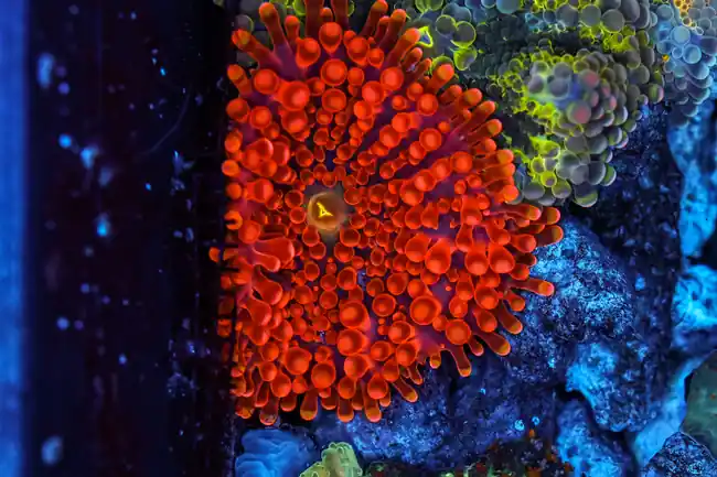 Red Eye Ricordea Mushroom WYSIWYG - SAQ Coral Farm