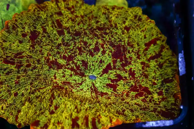 LG Jawbreaker Discosoma Mushroom WYSIWYG - SAQ Coral Farm