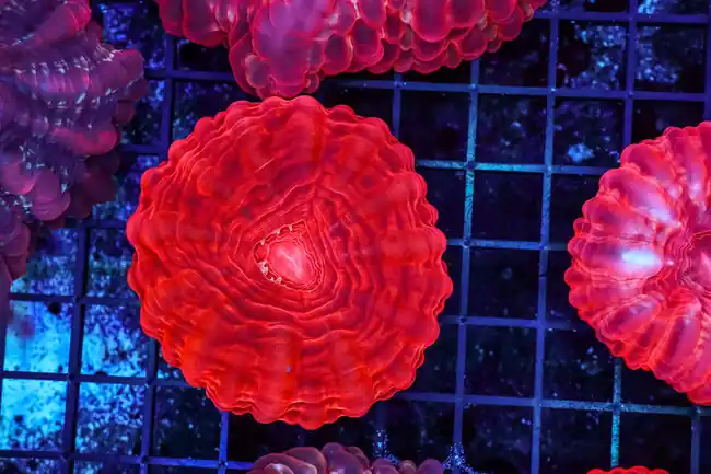 Red Cynarina WYSIWYG - SAQ Coral Farm