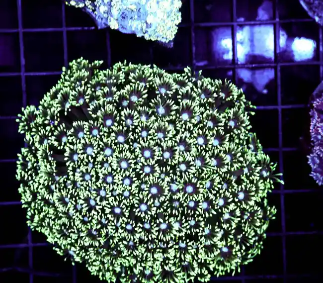 Green Goniopora Colony WYSIWYG - SAQ Coral Farm