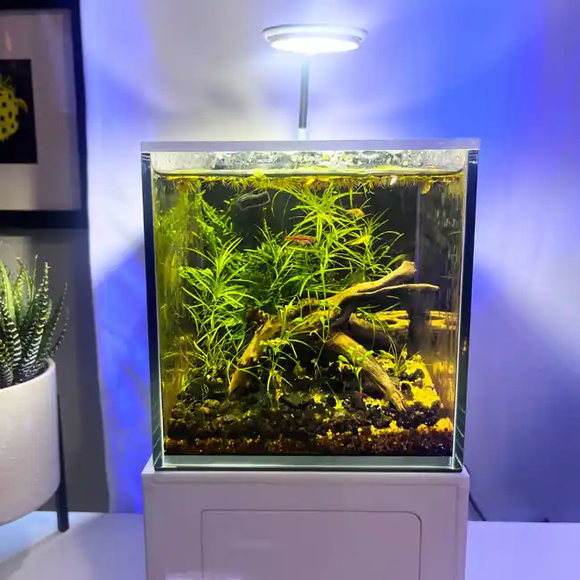 Glass Small-In-One 1 Gallon Desktop Aquarium (Freshwater) - PNW Customs