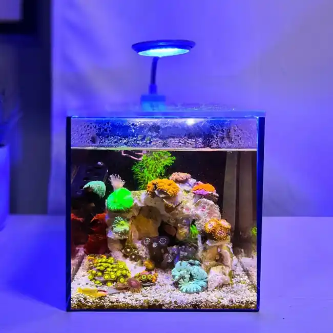 Glass Small-In-One 1 Gallon Desktop Aquarium (Saltwater) - PNW Customs
