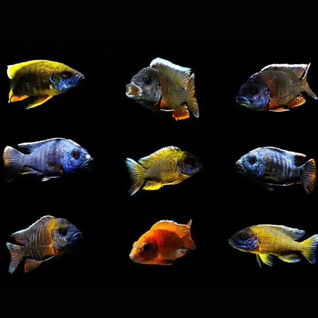 Mystery Peacock Cichlid (Freshwater) Fish - SAQ Chicago Fish