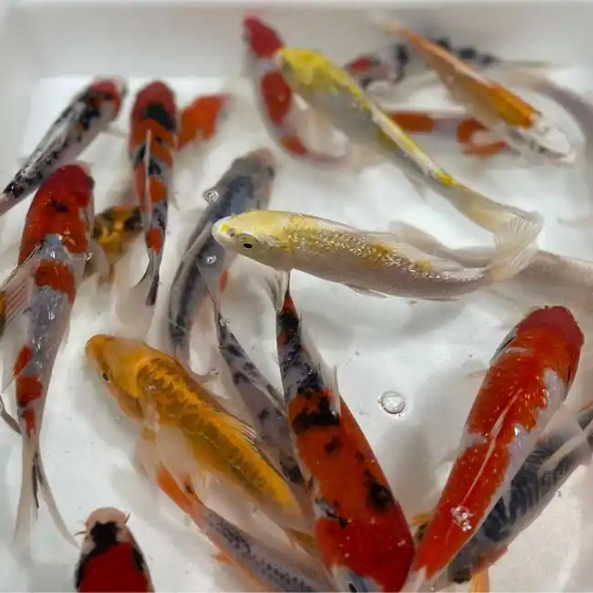 Premium Koi 5-6" (Freshwater) Fish - Chicago