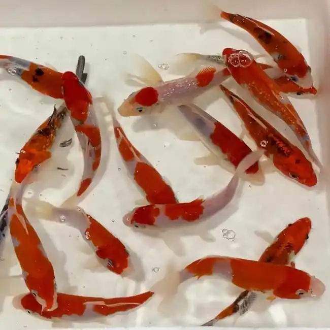 Gosanke Koi 5-6" (Freshwater) Fish - Chicago