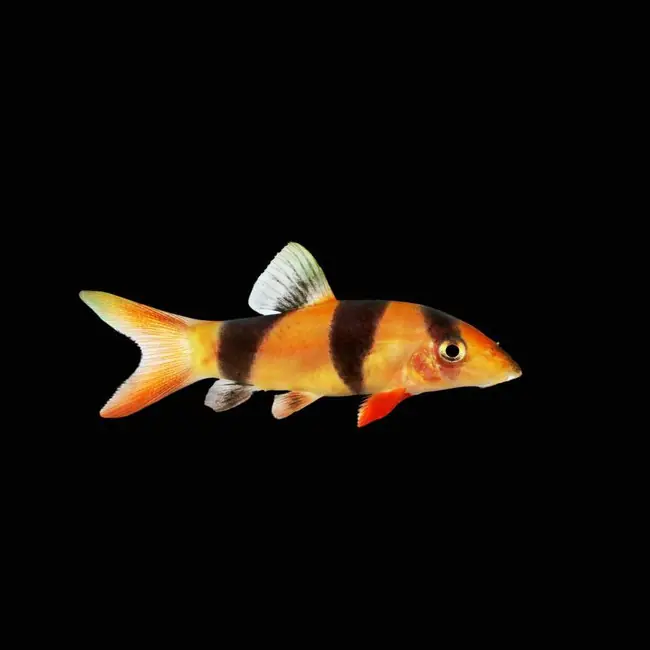 (6 Pack) Clown Loach (Freshwater) Fish - SAQ Chicago Fish