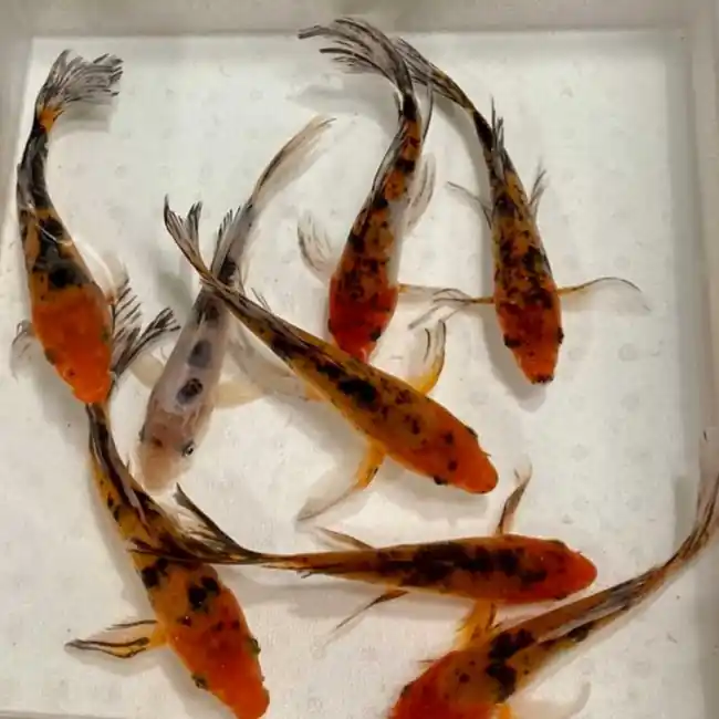 Butterfly Koi 5-6" (Freshwater) Fish - Chicago