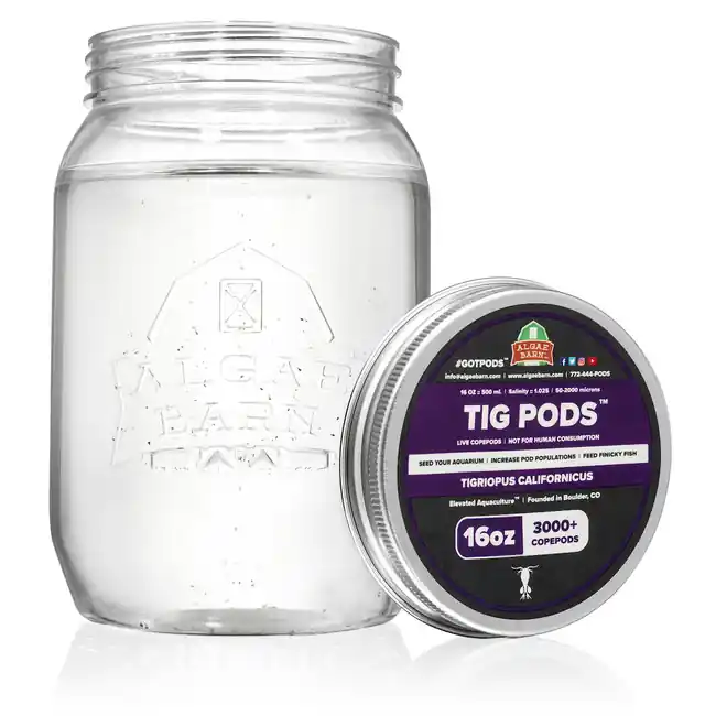 Pods Tig 12000+ (64 oz) Live Copepods (Tigriopus Californicus) - Algae Barn