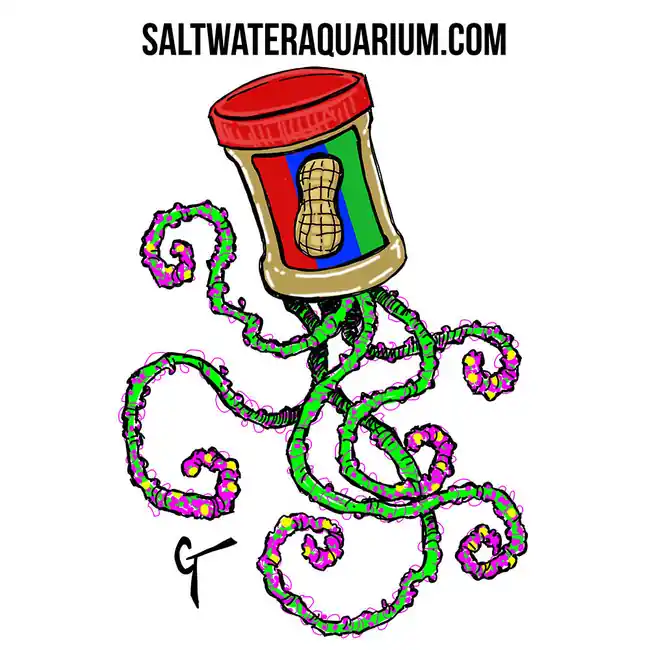Peanut Butter Jellyfish SaltwaterAquarium.com Sticker (FREE OVER $50) - SAQ.com