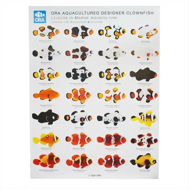 ORA Designer Clownfish Poster