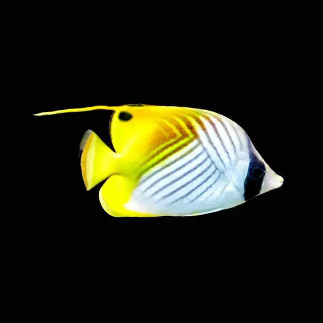 Butterflyfish Auriga (Chaetodon Auriga) - SAQ Chicago Fish