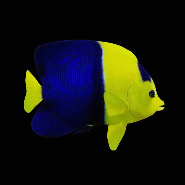 Bicolor Angelfish (Centropyge Bicolor) - SAQ Chicago Fish