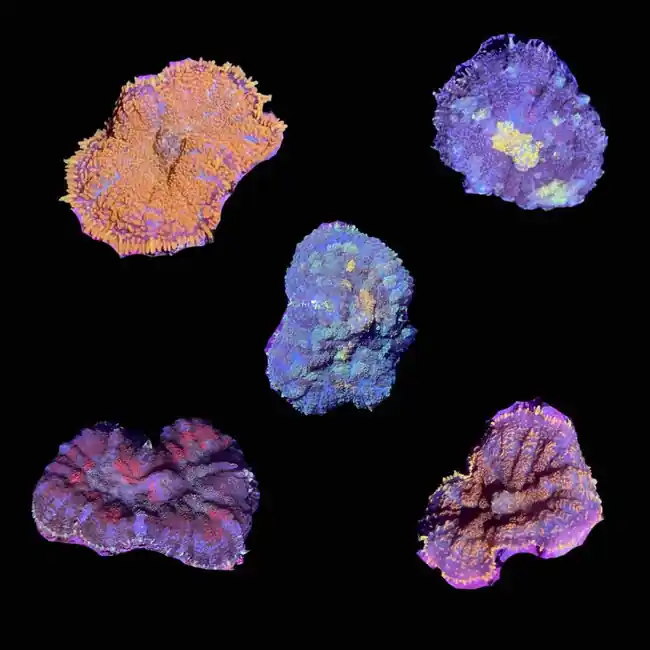 Mystery Rhodactis Mushroom (3/4" - 1") - SAQ Coral Farm
