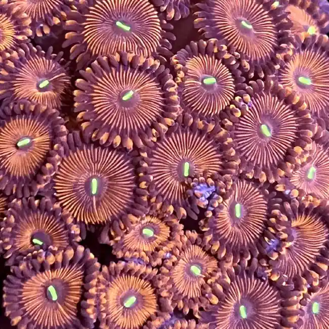 Red People Eater Zoanthids - SAQ Coral Farm