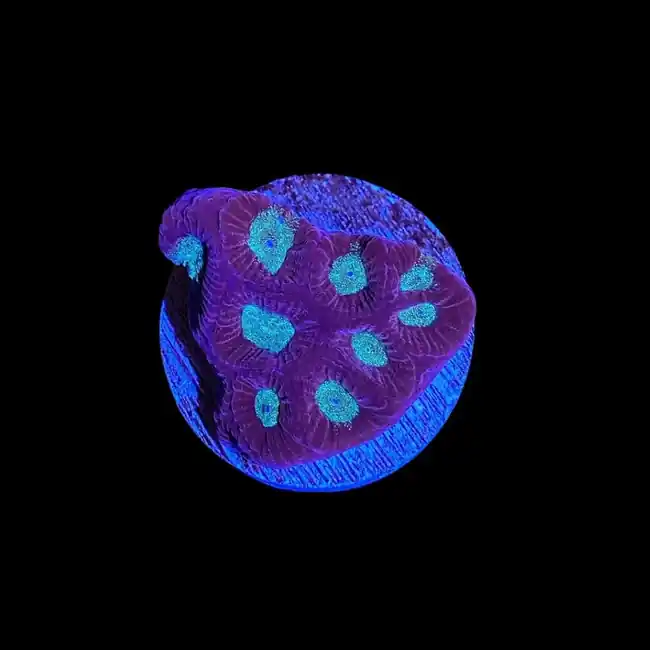 Deep Hypno Favia Coral (3/4" - 1") - SAQ Coral Farm