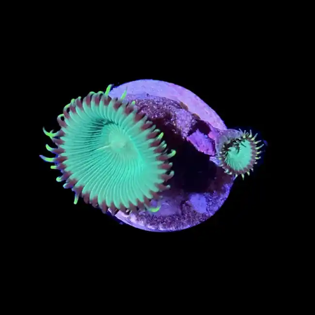 Super Green Palythoa - SAQ Coral Farm