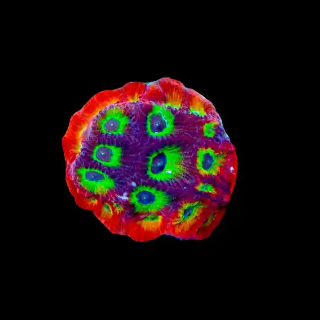 ACI Cultured Gummy Bears Favia Coral (3/4" - 1") - SAQ Coral Farm