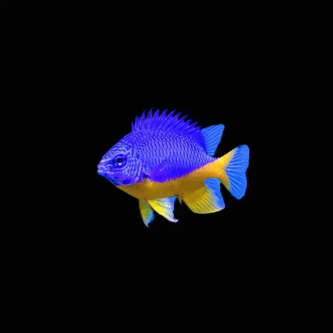 (6 Pack) Azure Damsel (Chrysiptera Hemicyanea) - SAQ Chicago Fish