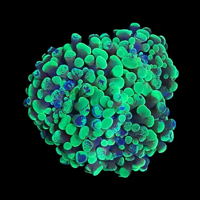 Green Splatter Hammer Coral (3/4" - 1") - SAQ Coral Farm