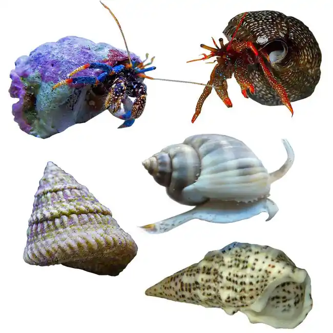 300 Gallon Beginner Reef Cleanup Crew - Clean Up Crews