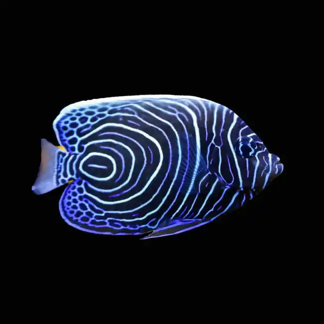 Imperator Angelfish Juvenile (Pomacanthus Imperator) - SAQ Chicago Fish