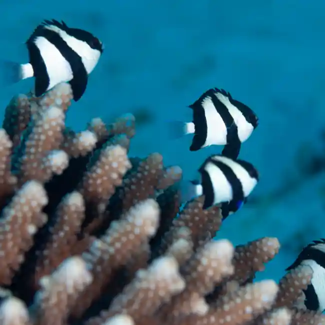 (3 PACK) Three Stripe Damsel (Dascyllus aruanus) - SAQ Chicago Fish