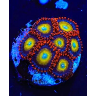 TSA Circus Freak Zoanthids - SAQ Coral Farm
