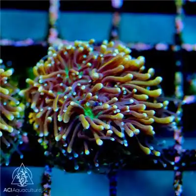 ACI Cultured Golden Galaxea Coral - SAQ Coral Farm