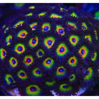 ACI Bob Marley Zoanthids - SAQ Coral Farm