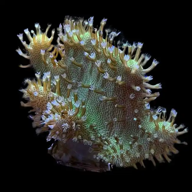 Green Devil's Hand Leather Coral - SAQ Coral Farm