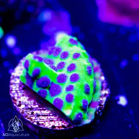 ACI Cultured PPE Cyphastrea (3/4" - 1") - SAQ Coral Farm