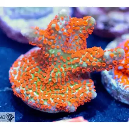 ACI Cultured Forest Fire Digitata Coral - SAQ Coral Farm