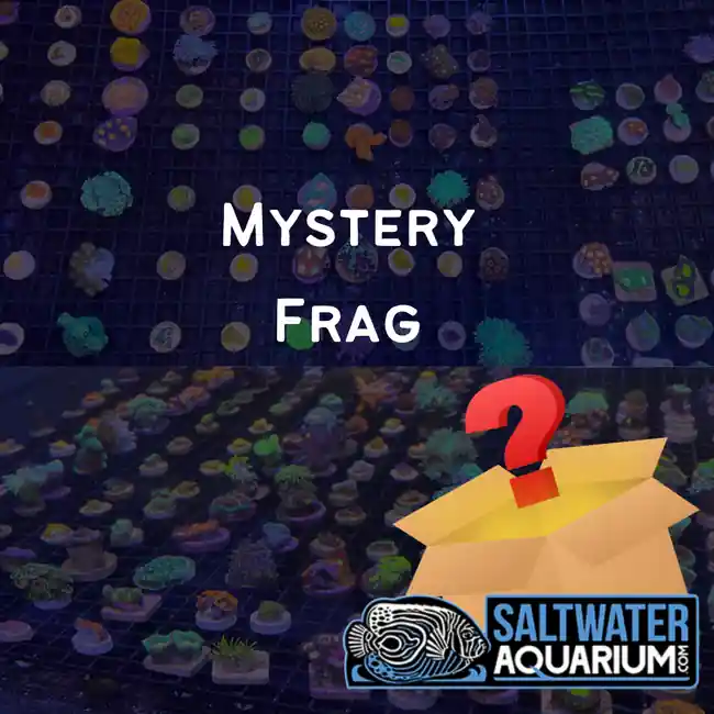 (10 Pack) Mystery Frag (3/4" - 1") - SAQ Coral Farm