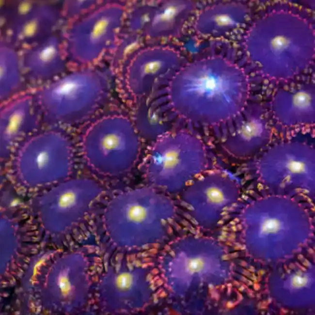 BIGR BIRTHDAY BOZO Zoanthids - SAQ Coral Farm