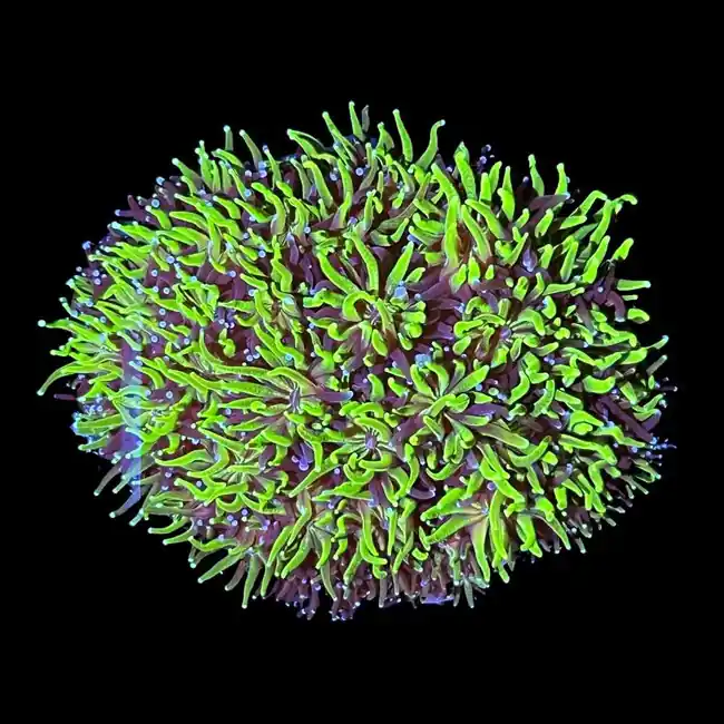 Radioactive Galaxea Coral - SAQ Coral Farm