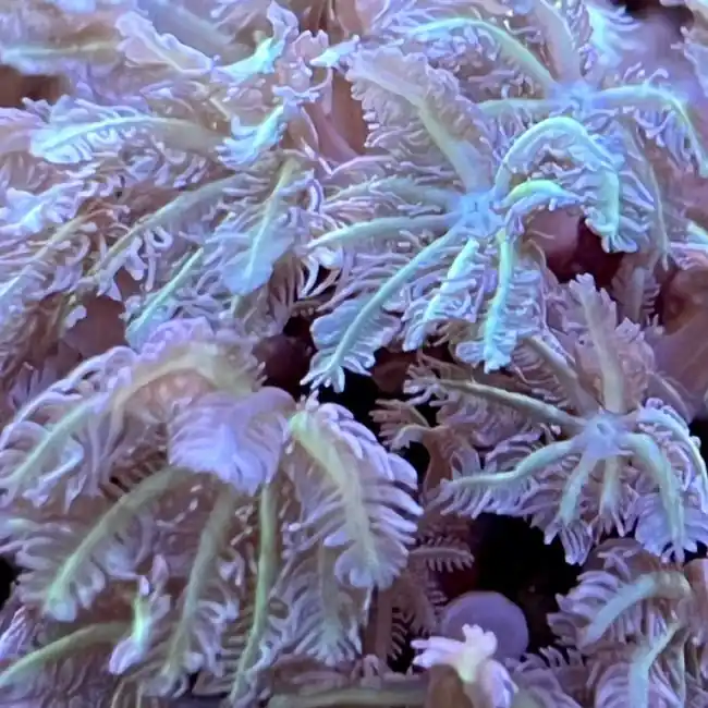 Teal Pipe Organ Coral - SAQ Coral Farm