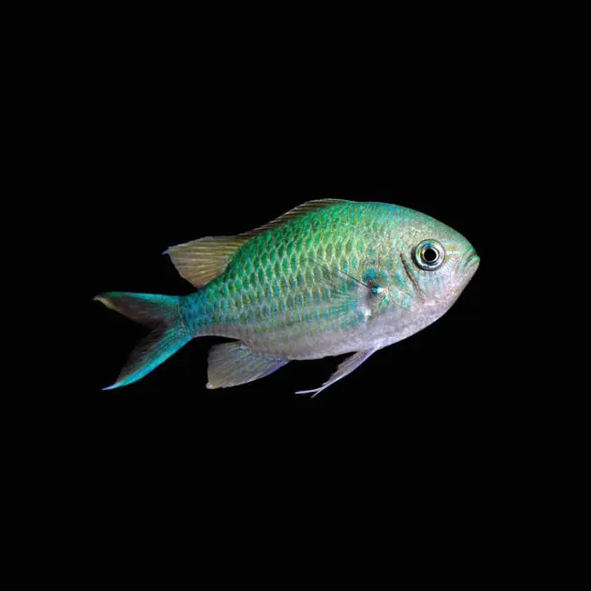 (24 Pack) Green Chromis (Chromis Viridis) - SAQ Chicago Fish