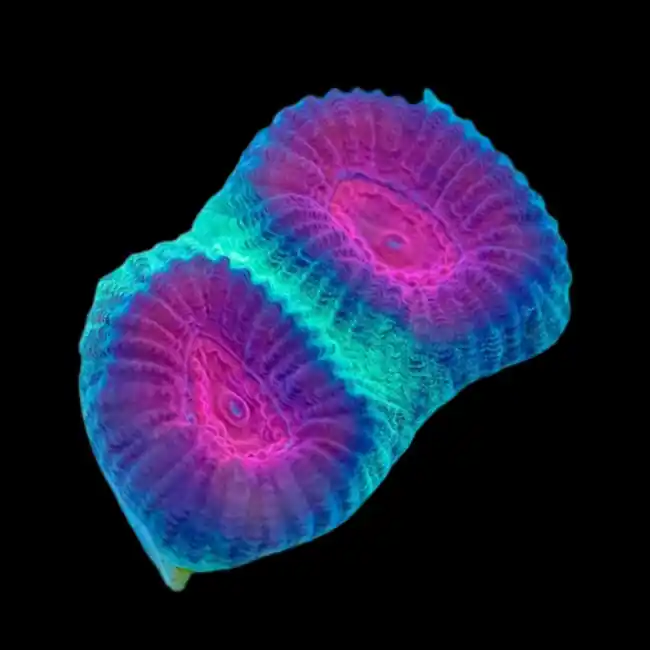 Christmas Tree Favia Coral (3/4" - 1") - SAQ Coral Farm