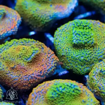 ACI Cultured Rainbow Montipora (3/4" - 1") - SAQ Coral Farm