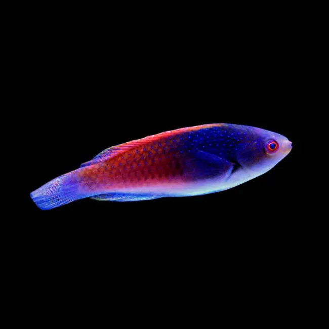 Bluehead Fairy Wrasse (Cirrhilabrus cyanopleura) - SAQ Chicago Fish