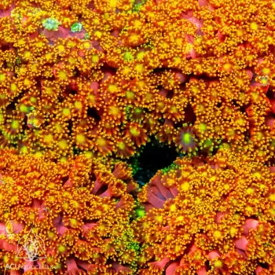 ACI Cultured Honeysuckle Goniopora Coral (3/4" - 1.5") - SAQ Coral Farm