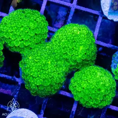 ACI Cultured Toxic Green Plesiastrea (3/4" - 1") - SAQ Coral Farm