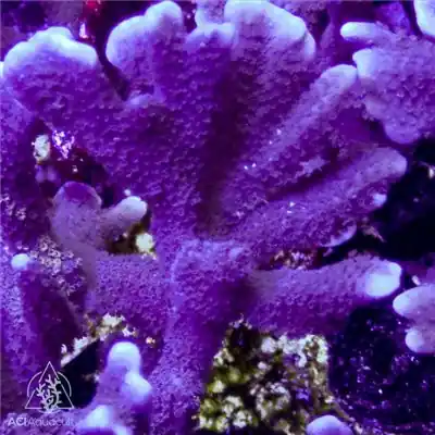 ACI Cultured Purple Digitata Coral - SAQ Coral Farm